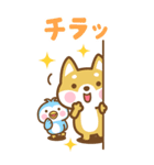 BIG 見やすい柴犬さんたちのスタンプ（個別スタンプ：24）