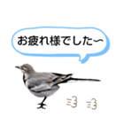 早歩き鳥のハクセキレイ6（日常あれこれ）（個別スタンプ：5）