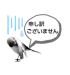 早歩き鳥のハクセキレイ6（日常あれこれ）（個別スタンプ：6）