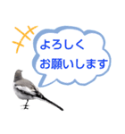 早歩き鳥のハクセキレイ6（日常あれこれ）（個別スタンプ：9）