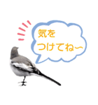 早歩き鳥のハクセキレイ6（日常あれこれ）（個別スタンプ：12）