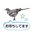 早歩き鳥のハクセキレイ6（日常あれこれ）（個別スタンプ：20）