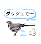 早歩き鳥のハクセキレイ6（日常あれこれ）（個別スタンプ：30）