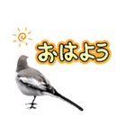 早歩き鳥のハクセキレイ6（日常あれこれ）（個別スタンプ：33）