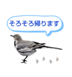 早歩き鳥のハクセキレイ6（日常あれこれ）（個別スタンプ：38）