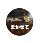 ねことインコのスタンプ2（個別スタンプ：24）