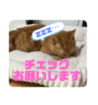 ねこのむぎです（個別スタンプ：11）