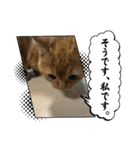 ねこのむぎです（個別スタンプ：16）