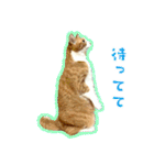 猫の居る生活-幸せにゃん-（個別スタンプ：16）