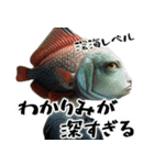 あいづち上手すぎFish(全ての会話に超便利)（個別スタンプ：8）