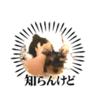 プリンスつなスタンプver.1（個別スタンプ：1）