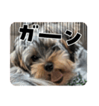 プリンスつなスタンプver.1（個別スタンプ：20）