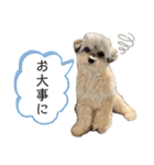 チワプーのぷい君（個別スタンプ：1）