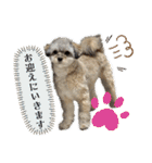 チワプーのぷい君（個別スタンプ：6）