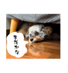 チワプーのぷい君（個別スタンプ：10）