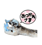 チワプーのぷい君（個別スタンプ：12）