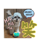 チワプーのぷい君（個別スタンプ：13）