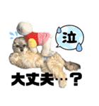 チワプーのぷい君（個別スタンプ：14）
