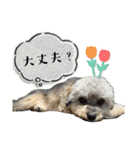 チワプーのぷい君（個別スタンプ：16）