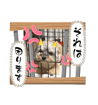 チワプーのぷい君（個別スタンプ：25）
