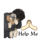 チワプーのぷい君（個別スタンプ：34）