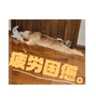チワプーのぷい君（個別スタンプ：37）