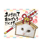 しろねこ兄妹（個別スタンプ：1）