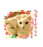 しろねこ兄妹（個別スタンプ：2）