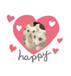 しろねこ兄妹（個別スタンプ：4）