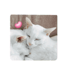 しろねこ兄妹（個別スタンプ：8）