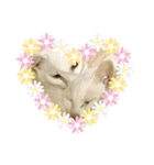 しろねこ兄妹（個別スタンプ：9）