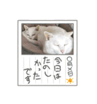 しろねこ兄妹（個別スタンプ：11）
