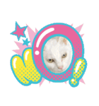 しろねこ兄妹（個別スタンプ：13）