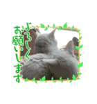 しろねこ兄妹（個別スタンプ：14）