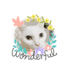 しろねこ兄妹（個別スタンプ：16）