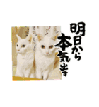 しろねこ兄妹（個別スタンプ：17）