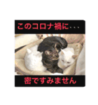 しろねこ兄妹（個別スタンプ：18）