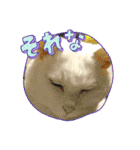 しろねこ兄妹（個別スタンプ：19）