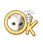 しろねこ兄妹（個別スタンプ：20）