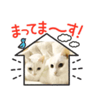 しろねこ兄妹（個別スタンプ：22）