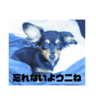 しまうにスタンプ バージョン2（個別スタンプ：13）