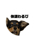 しまうにスタンプ バージョン2（個別スタンプ：14）