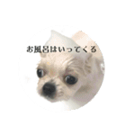 しまうにスタンプ バージョン2（個別スタンプ：17）