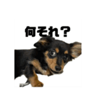 しまうにスタンプ バージョン2（個別スタンプ：25）