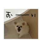 しまうにスタンプ バージョン2（個別スタンプ：36）