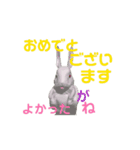 鳥獣戯動画3D（個別スタンプ：5）