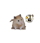日常コスモ（個別スタンプ：1）