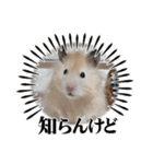 日常コスモ（個別スタンプ：3）