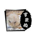 日常コスモ（個別スタンプ：9）