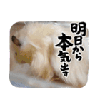 日常コスモ（個別スタンプ：10）